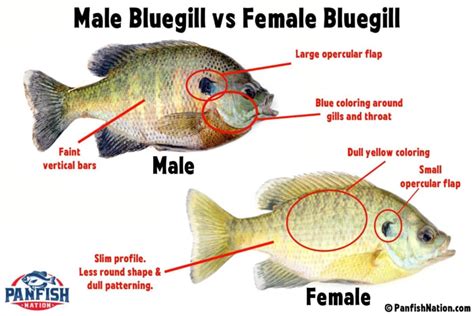 Male Bluegill vs Female Bluegill: Easily Tell The Difference • Panfish ...