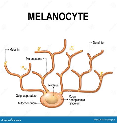 Melanocyte Cartoons, Illustrations & Vector Stock Images - 351 Pictures ...