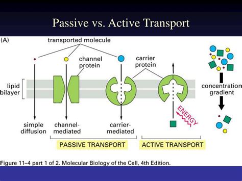 Passive And Active Transport Download Scientific Diagram