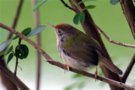 The Kowloon Park Bird Lake | Steve's Genealogy Blog