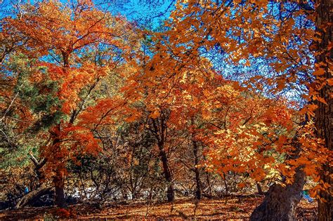 Lost Maples State Natural Neighborhood near San Antonio - Texans' Favorite Autumn Foliage Park ...