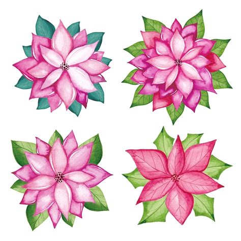 Premium Vector | Watercolor poinsettia flowers set. watercolor red flowers hand-drawn