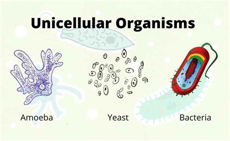 Unicellular Organisms - Characteristics, Physiology, Cell Organization, Classification