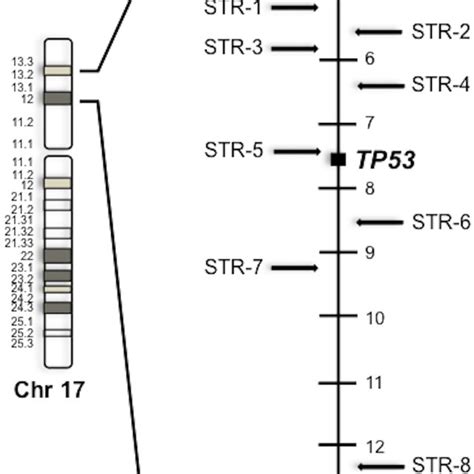 Short Tandem Repeats position used for haplotype analysis and their... | Download Scientific Diagram