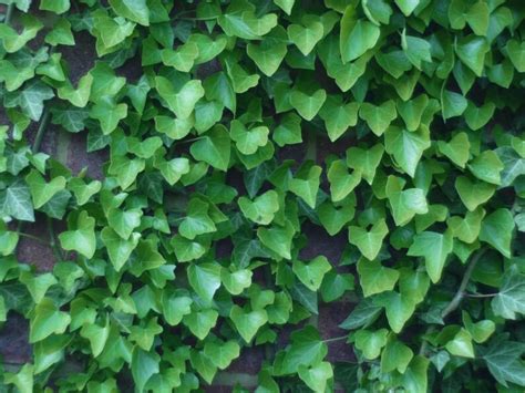 Boston Ivy Seeds 50 Seeds to Grow Covers Buildings Looks - Etsy