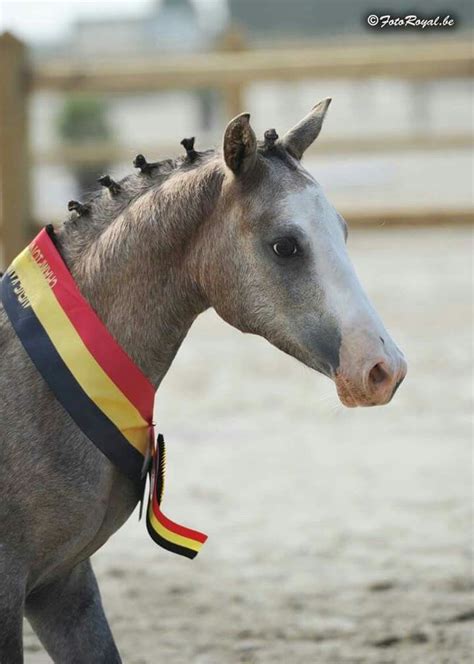 Pretty Horses, Belgian, Equines, Academy, Riding, Drawings, Quick, Horse, Animales