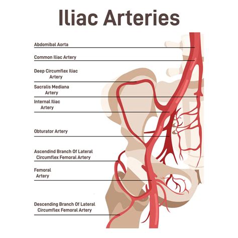 Superficial Circumflex Iliac Vein