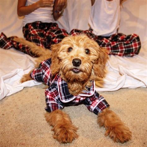 You Can Now Wear Matching Pajamas With Your Dog