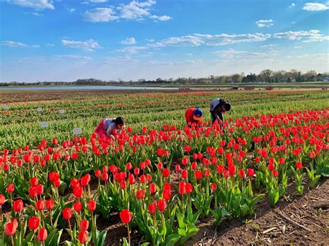 Beauty Blooms at Richardson Farm’s Tulip Festival + Tips To Enjoy Your ...