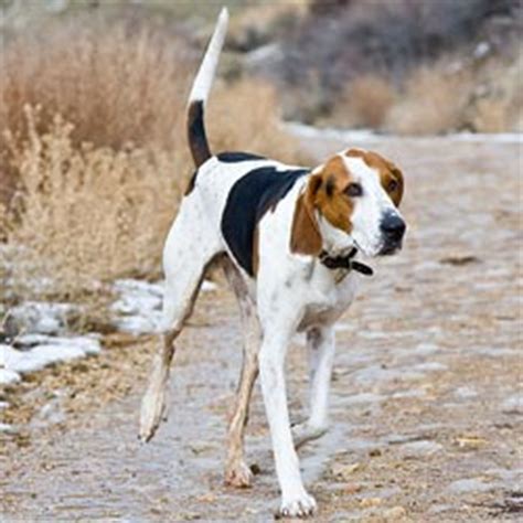 Treeing Walker Coonhound Puppies for Sale from Reputable Dog Breeders