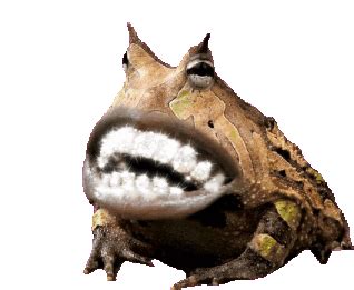 Frogs With Teeth Frog Sticker – Frogs With Teeth Frog Frogs – GIFs ...