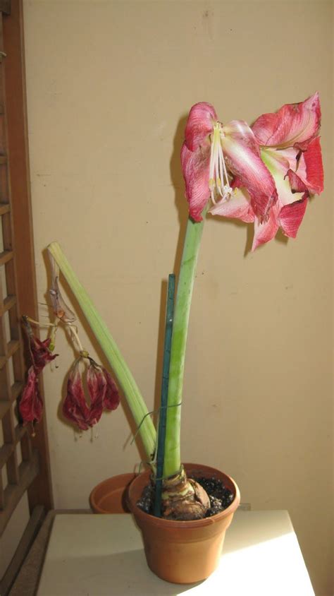 After Bloom Care for Amaryllis | Amaryllis plant, Amaryllis care, Amaryllis flowers