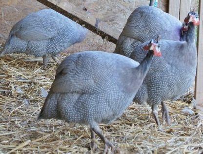 Lavender Guinea Fowl - Guinea Keets for Sale | Cackle Hatchery®