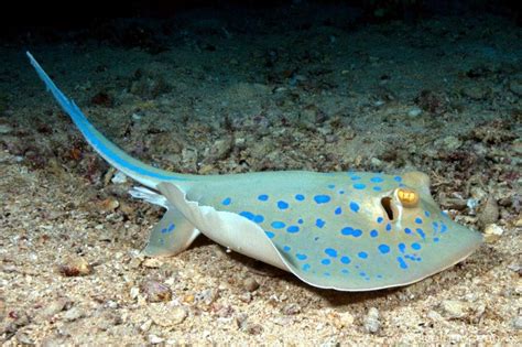 Blue-spotted Stingray – "OCEAN TREASURES" Memorial Library