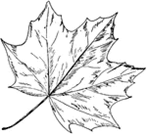 Keyword: "Norway maple leaf" | ClipArt ETC