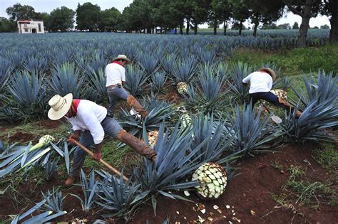 5 Places You must see On Mexico's Tequila Trail | ASMALLWORLD