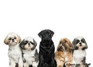 Dogs With Brachycephalic Head Shape Deemed More Affectionate