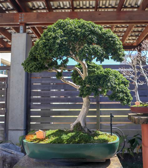 104 Year old Kingsville Boxwood at Monastery of the Holy Spirit in Conyers, GA : r/Bonsai