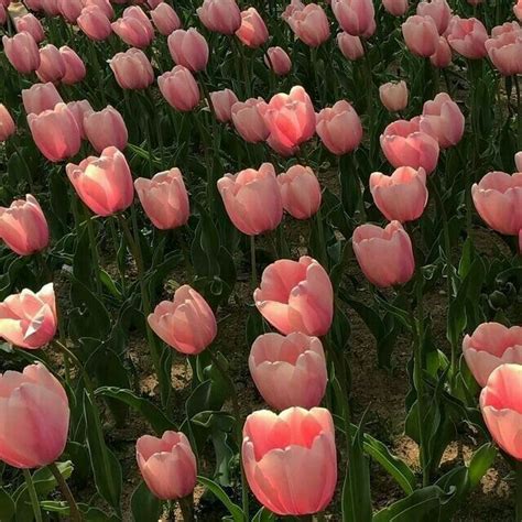 Ꮹʟαѕѕ Qυєєи ♕ | Flower aesthetic, Tulips, Planting tulips