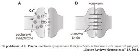 Biologia - Matura Maj 2017, Poziom rozszerzony (Formuła 2015) - Zadanie 9. | BiologHelp