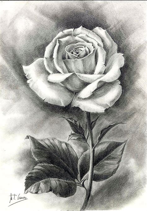 Rosa. Dibujo lápiz. M. Teresa Gómez | Pencil drawings of flowers, Flower sketch pencil ...