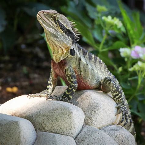 How to Set Up Your First Pet Iguana Habitat | TheGearHunt