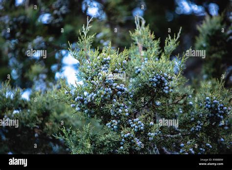 Juniper berry tree hi-res stock photography and images - Alamy