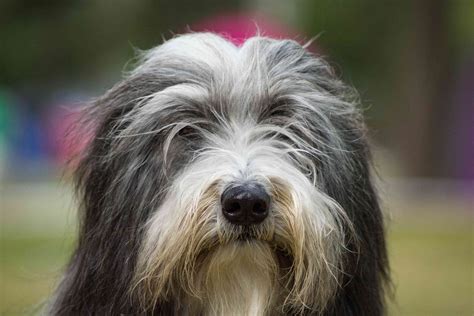 Chiens de berger pour l'élevage du bétail