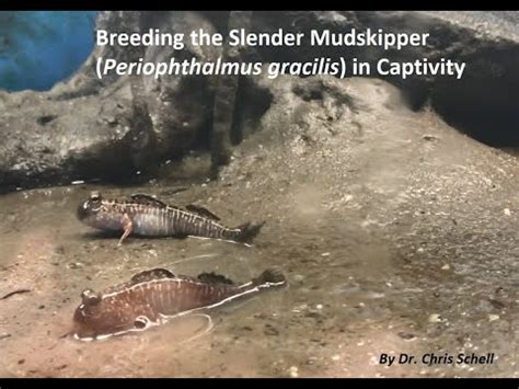 Mudskipper and Walking Catfish breeding processes - Fish Breeding - C.A.R.E.