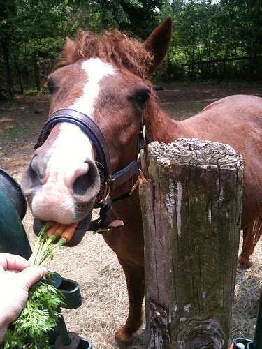 horse eating carrots | CurlyLindsay | Flickr