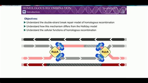 Homologous Recombination (Rec BCD Pathway/ Double strand break mechanism) - YouTube