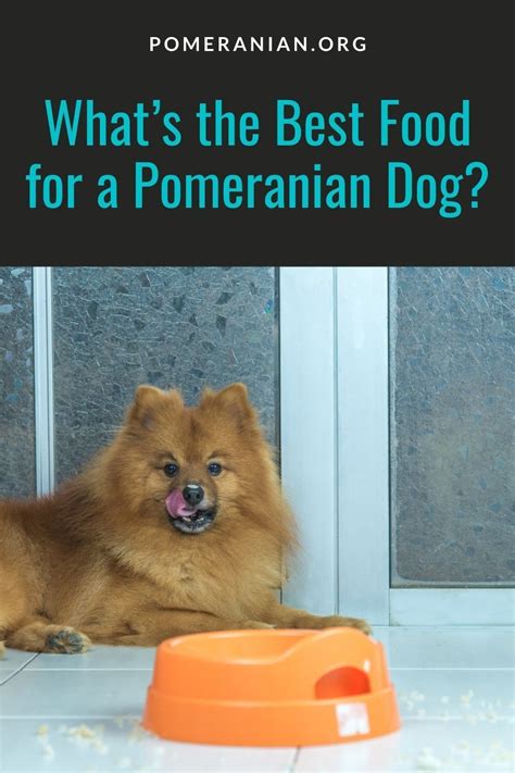 Pomeranian Food Recipes. #dochlaggie #pomeranian Pomeranian Training, Pomeranian Dogs ...