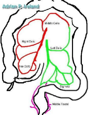 Colon Vascular Anatomy