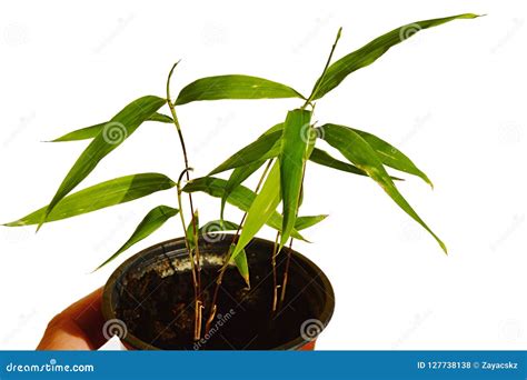 Detail of Seedlings of Moso Bamboo Phyllostachys Edulis in Plastic Flower Pot, Held in Right ...