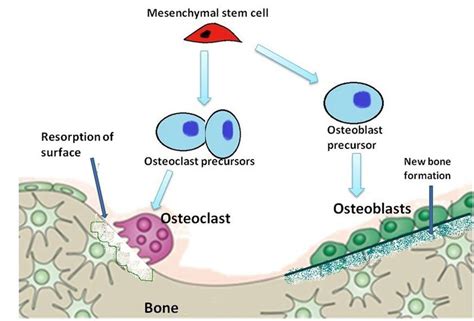 Bone Cellsosteoblasts Osteocytes And Osteoclasts