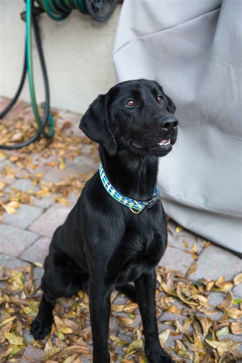 Droll Labrador Retriever Rescue Near Me - l2sanpiero