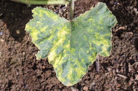 Pumpkin Disease Identification - How To Manage Problems With Growing ...