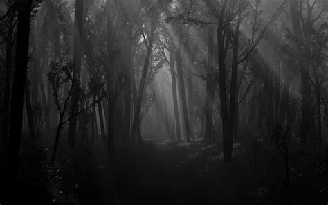 Details more than 56 dark forest aesthetic wallpaper - in.cdgdbentre