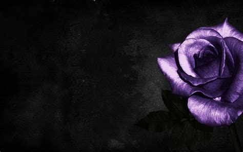 Purple and Black Rose Wallpapers - Top Free Purple and Black Rose Backgrounds - WallpaperAccess