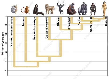 Primates Evolution