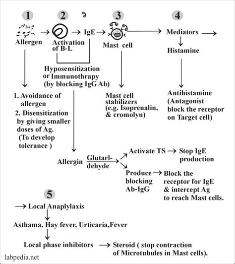 Chapter 11:- Type 1 Hypersensitivity reaction, Anaphylaxis, Atopy, and Treatment - Labpedia.net