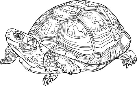 Box Turtle Drawing at GetDrawings | Free download