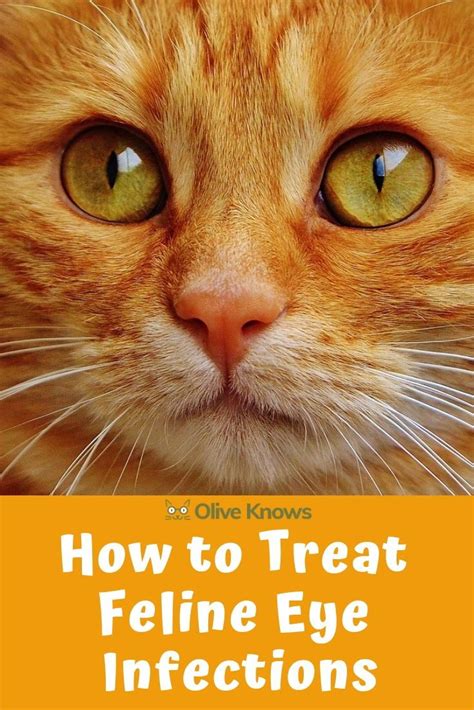 How to Treat Feline Eye Infections | OliveKnows in 2021 | Cat care, Cat eye infection, Cat parenting