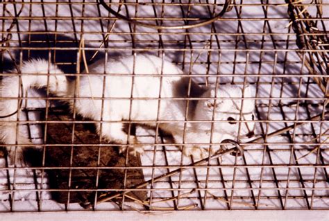 Free picture: long tailed weasel, mustela frenata, winter, cage, animal