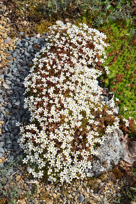 All About Mossy Saxifrages - Alpine Garden Society