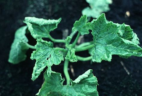 Virus Diseases of Cucurbits | Cornell Vegetables