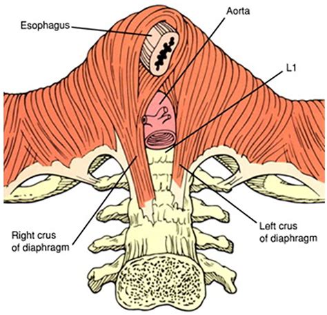 Esophageal Hiatus Anatomy