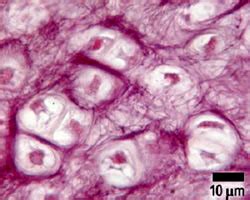 Collagen Elastic And Reticular Fibers