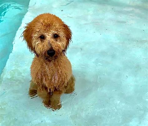 'Who Saved Who?': Man Hilariously Falls in Pool While Trying to Rescue Dog - Newsweek