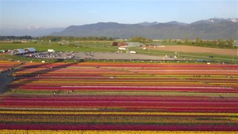 Aerial drone view of tulip flowers fields growing in crops. | Aerial ...